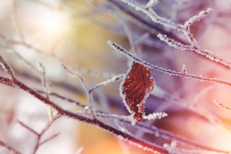 Nature Crafts